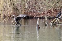 Bild: Kormorane in Nordhausen im Stadtpark 