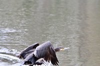 Bild: Kormorane in Nordhausen im Stadtpark 