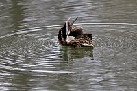 Bild: Kein Kormoran - Stockente