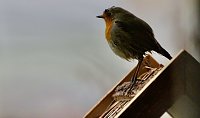 Bild: Rotkehlchen in Fr&uuml;hlingslaune