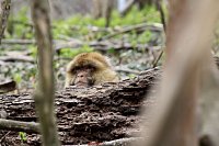 Bild: Besuch im Affenpark Strau&szlig;berg