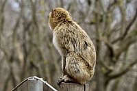 Bild: Besuch im Affenpark Strau&szlig;berg
