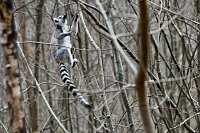 Bild: Besuch im Affenpark Strau&szlig;berg