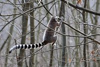 Bild: Besuch im Affenpark Strau&szlig;berg