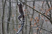 Bild: Besuch im Affenpark Strau&szlig;berg