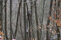 Bild: Besuch im Affenpark Strau&szlig;berg