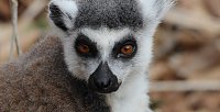 Bild: Besuch im Affenpark Strau&szlig;berg