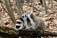 Bild: Besuch im Affenpark Strau&szlig;berg
