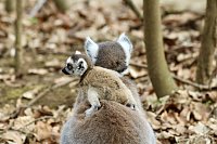 Bild: Besuch im Affenpark Strau&szlig;berg