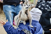 Bild: Besuch im Affenpark Strau&szlig;berg