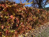 Bild: Herbstimpressionen