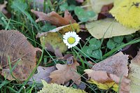 Bild: Herbstimpressionen