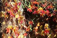 Bild: Herbstimpressionen