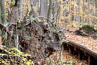 Bild: Herbstimpressionen