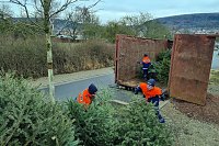 Bild: Weihnachtsb&auml;ume werden eingesammelt