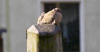 Bild: Taubenpaar im Winter