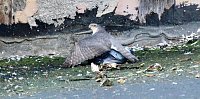 Bild: Habich bei der Jagd