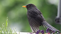 Bild: Amsel in Mai