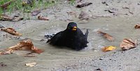 Bild: Amselbad im September
