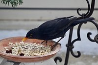 Bild: Amsel beim Fressen