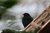 Bild: Amseln im Winter