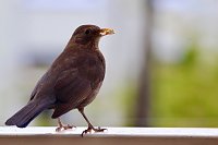 Bild: Zahme Amsel
