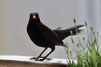 Bild: Amsel (Schwarzdrossel)
