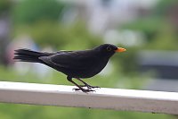 Bild: Amsel (Schwarzdrossel) im Sommer