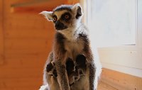 Bild: Kattaweibchen adoptiert fremdes Affenbaby