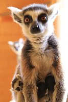 Bild: Kattaweibchen adoptiert fremdes Affenbaby