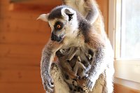 Bild: Kattaweibchen adoptiert fremdes Affenbaby