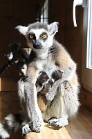 Bild: Kattaweibchen adoptiert fremdes Affenbaby