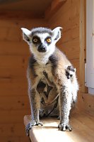 Bild: Kattaweibchen adoptiert fremdes Affenbaby
