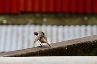 Bild: Die M&uuml;cke war wohl unter den Fl&uuml;gel gekrochen