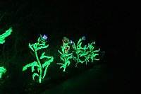 Bild: Peter Blei in den magischen Lichterwelten