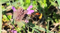 Bild: Osterspaziergang im Vorharz
