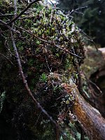 Bild: Jour Fixe im Nationalpark mit Sara Wegrzyk