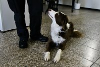 Bild: Besuch bei der Nordh&auml;user Hundestaffel