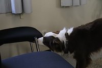 Bild: Besuch bei der Nordh&auml;user Hundestaffel
