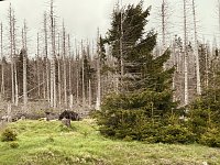 Bild: Oberharz bei Torfhaus