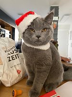 Bild: Selbstbewusster K&uuml;chenchef
