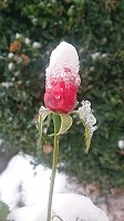 Bild: Schneek&ouml;nigin im Wintergarten
