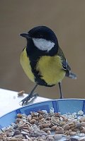 Bild: Kohlmeisen freuen sich &uuml;ber eine F&uuml;tterung im Winter