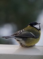 Bild: Kohlmeisen freuen sich &uuml;ber eine F&uuml;tterung im Winter