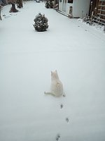 Bild: So weiss wie Schnee