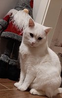 Bild: Kater Schneewei&szlig;erchen"