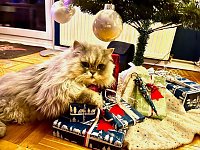 Willy und die Weihnachtsgeschenke Bild: Willy und die Weihnachtsgeschenke