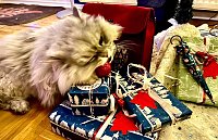 Willy und die Weihnachtsgeschenke Bild: Willy und die Weihnachtsgeschenke
