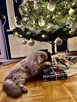 Willy und die Weihnachtsgeschenke Bild: Willy und die Weihnachtsgeschenke