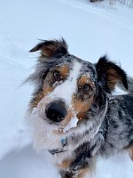 Bild: Familienhund Mila im Schnee